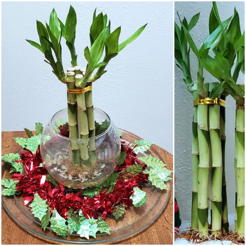 8 inches Lucky Bamboo 6 Healthy Plants Gift Feng Shui Etsy