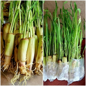 20 LEMONGRASS Stalks Fresh Cuttings 7 to 8 inches each,  Citronella, EASY to Plant Easy to Grow, Herbal, Mosquito Repellent, Herbal Tea