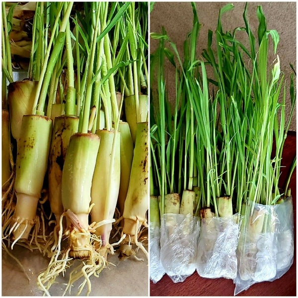 20 LEMONGRASS Stalks Fresh Cuttings 7 to 8 inches each,  Citronella, EASY to Plant Easy to Grow, Herbal, Mosquito Repellent, Herbal Tea