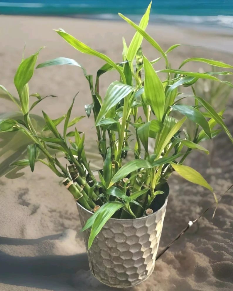 ShinerGarden Lucky Bamboo - Thumbnail 3