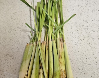 10 Lemongrass Organic,  Ready to Plant, For Cooking, Planting, Tea, Mosquito Repellent