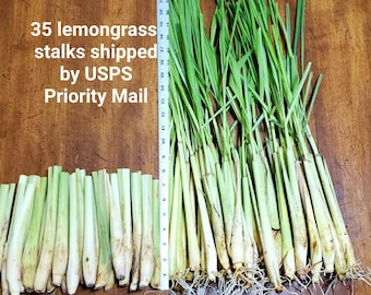 35 Lemongrass Stalks 8 inches long,  Mosquito Repellent Citronella, Cymbopogon Sereh Plant, Free Shipping