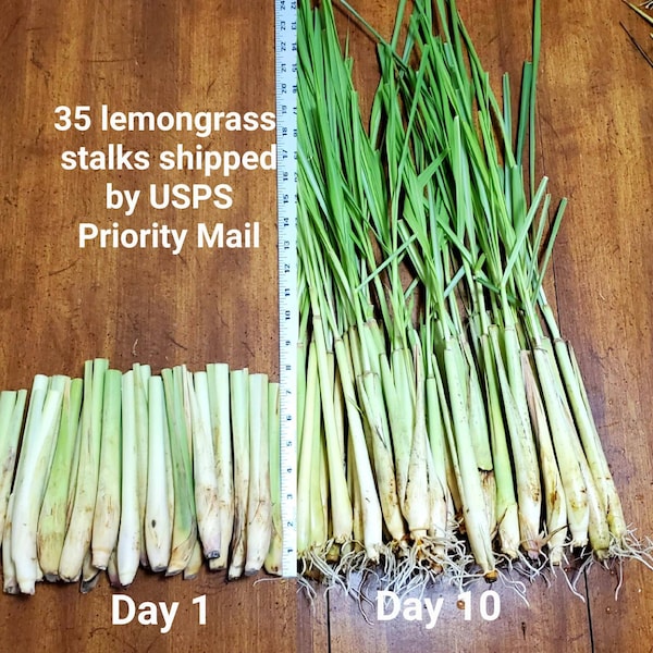 35 Lemongrass Stalks 8 inches long,  Mosquito Repellent Citronella, Cymbopogon Sereh Plant, Free Shipping