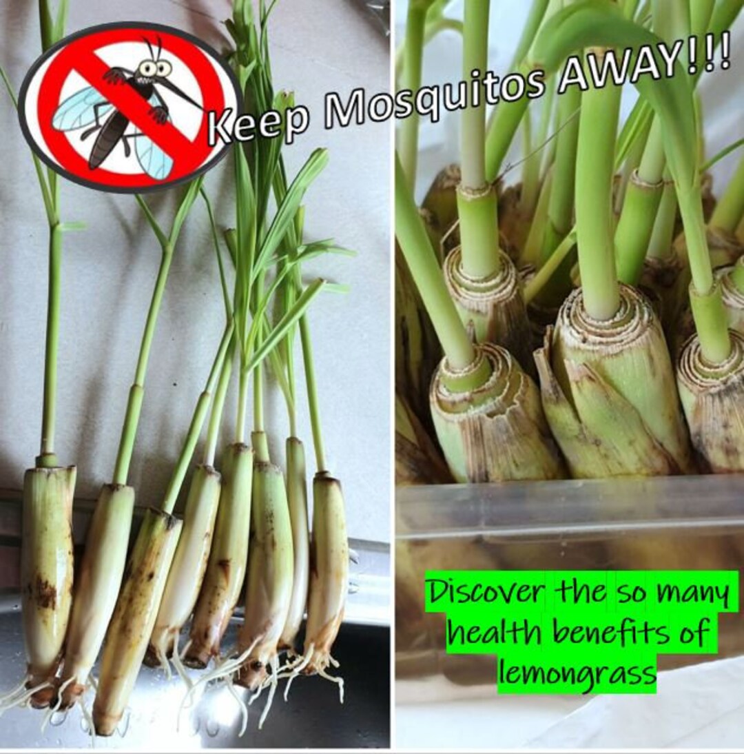 Lemongrass Stalks, 10 Stalks, Mosquito Repellent, Perennial, Citronella, Keep Mosquitoes Away