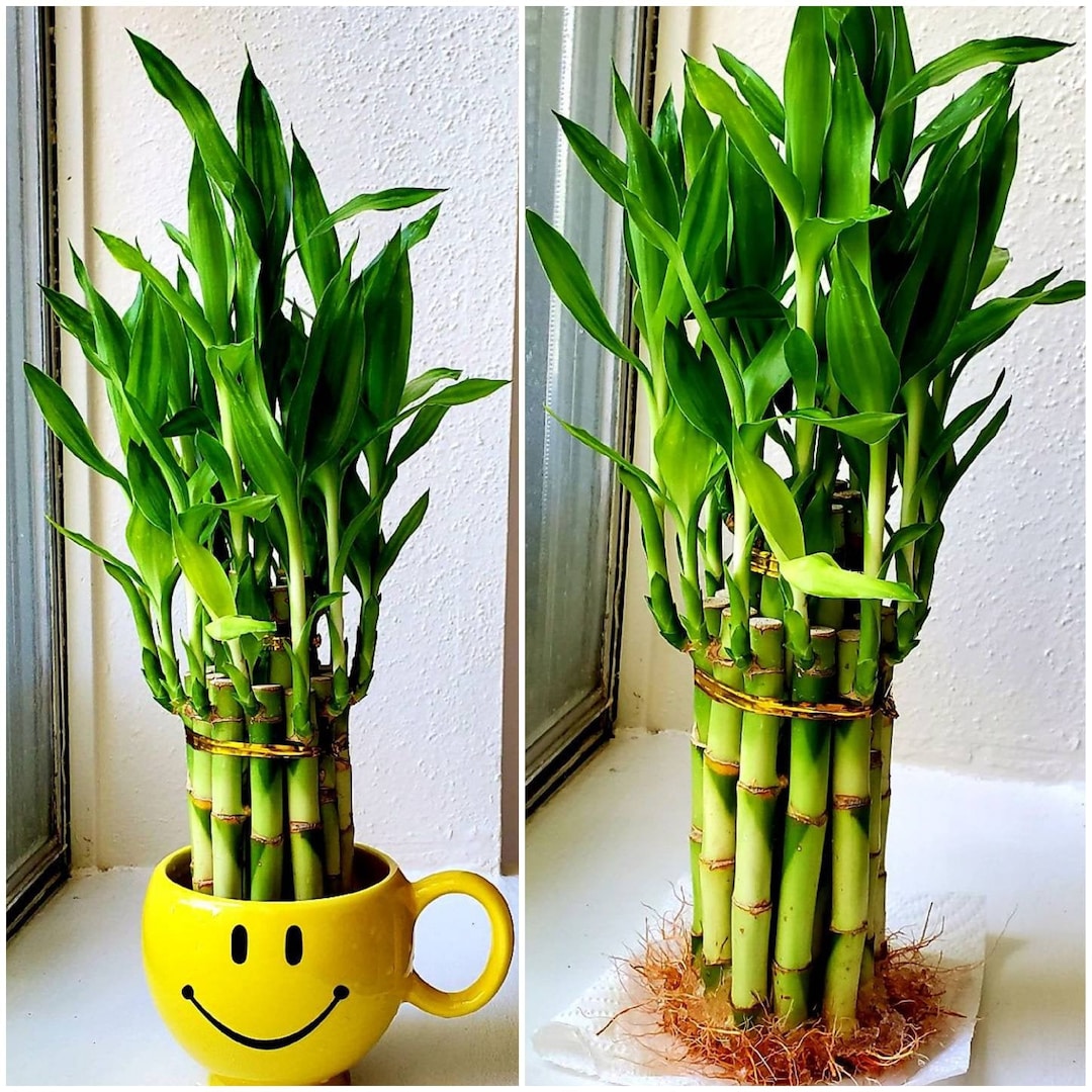 10 Lucky Bamboo Plants 6 Inches, FREE Butterfly Stake, Gift, Live Plants, Indoor Plants, Bring Good LUCK to Your HOME, Feng Shui