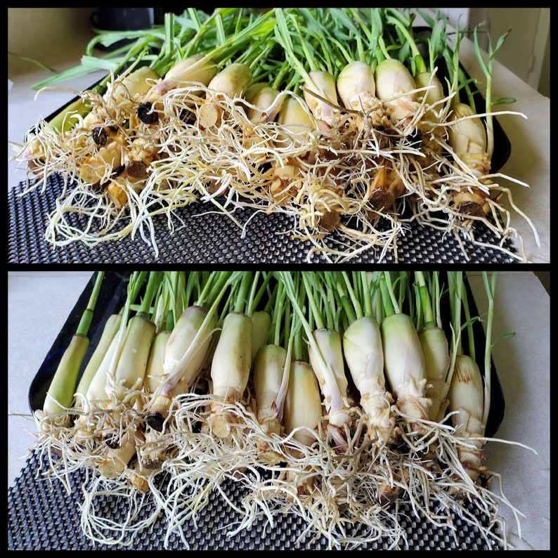 10 Lemongrass Easy to Grow in Water, easy to Plant, Used for Cooking, Planting, Tea, Mosquito Repellent image 5