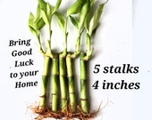 5 Lucky Bamboo Plants 4 inches w FREE Size Upgrade, Gift, Feng Shui, Perennial Live Plants, Indoor Plants, Bring GOOD LUCK to your Home