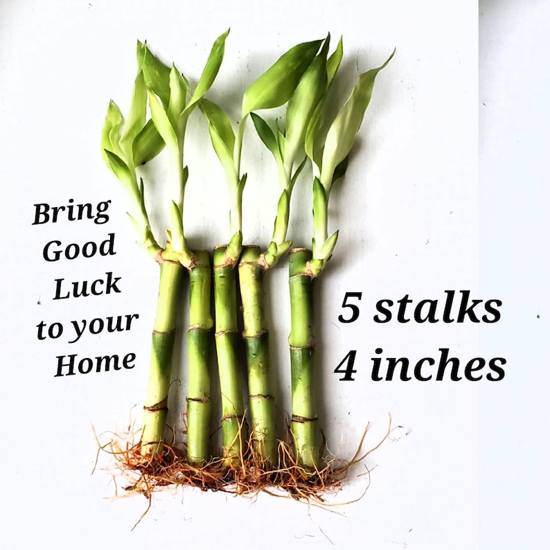 Lucky Bamboo Plants - Thumbnail 5