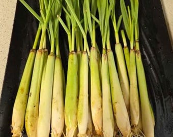 10 Lemongrass Stalks: Ready to Plant, Cooking, Tea, Mosquito Repellent