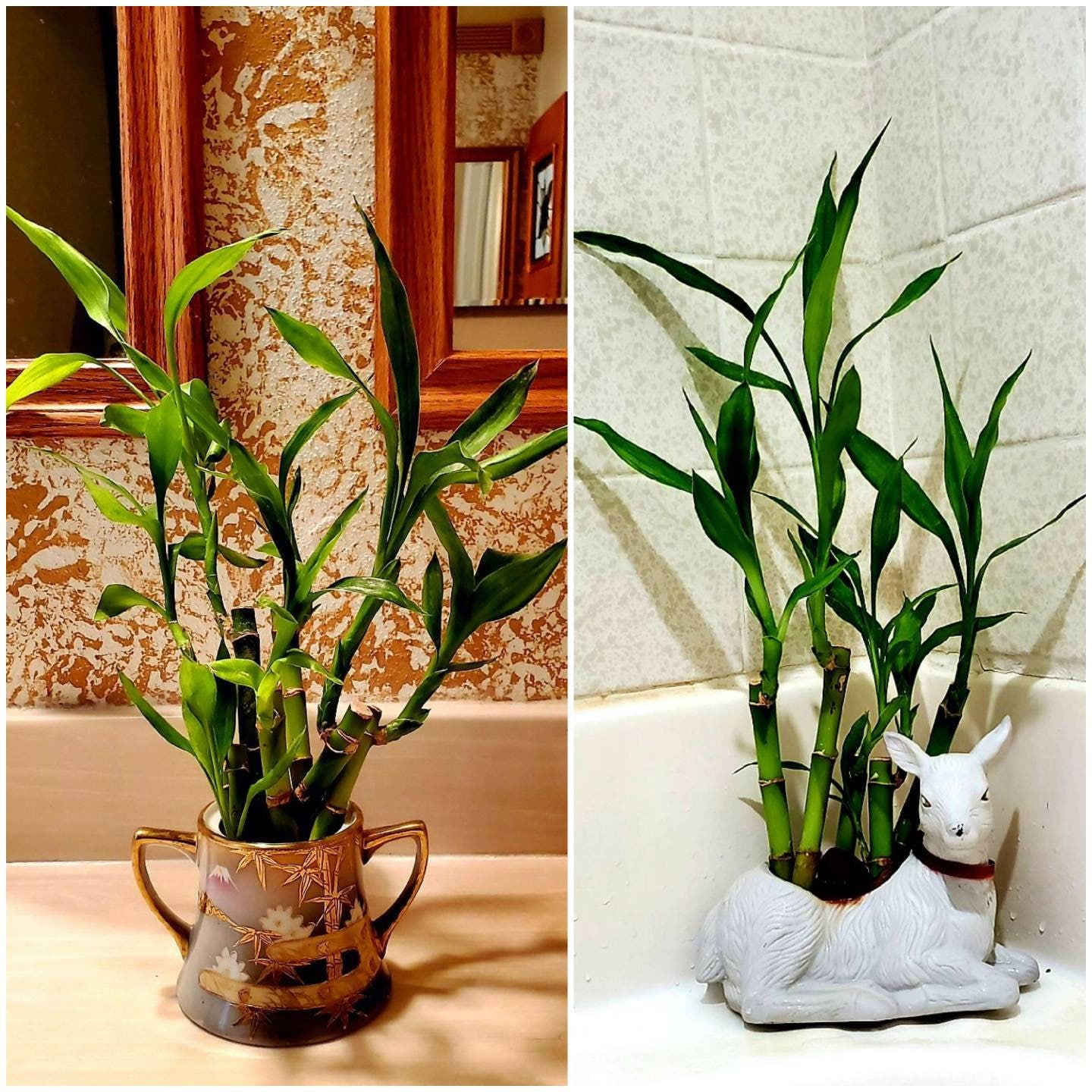 8 Lucky Bamboo Stalks – Live Indoor Plant, Rooted, 4-6 Inch With Free Butterfly Stake