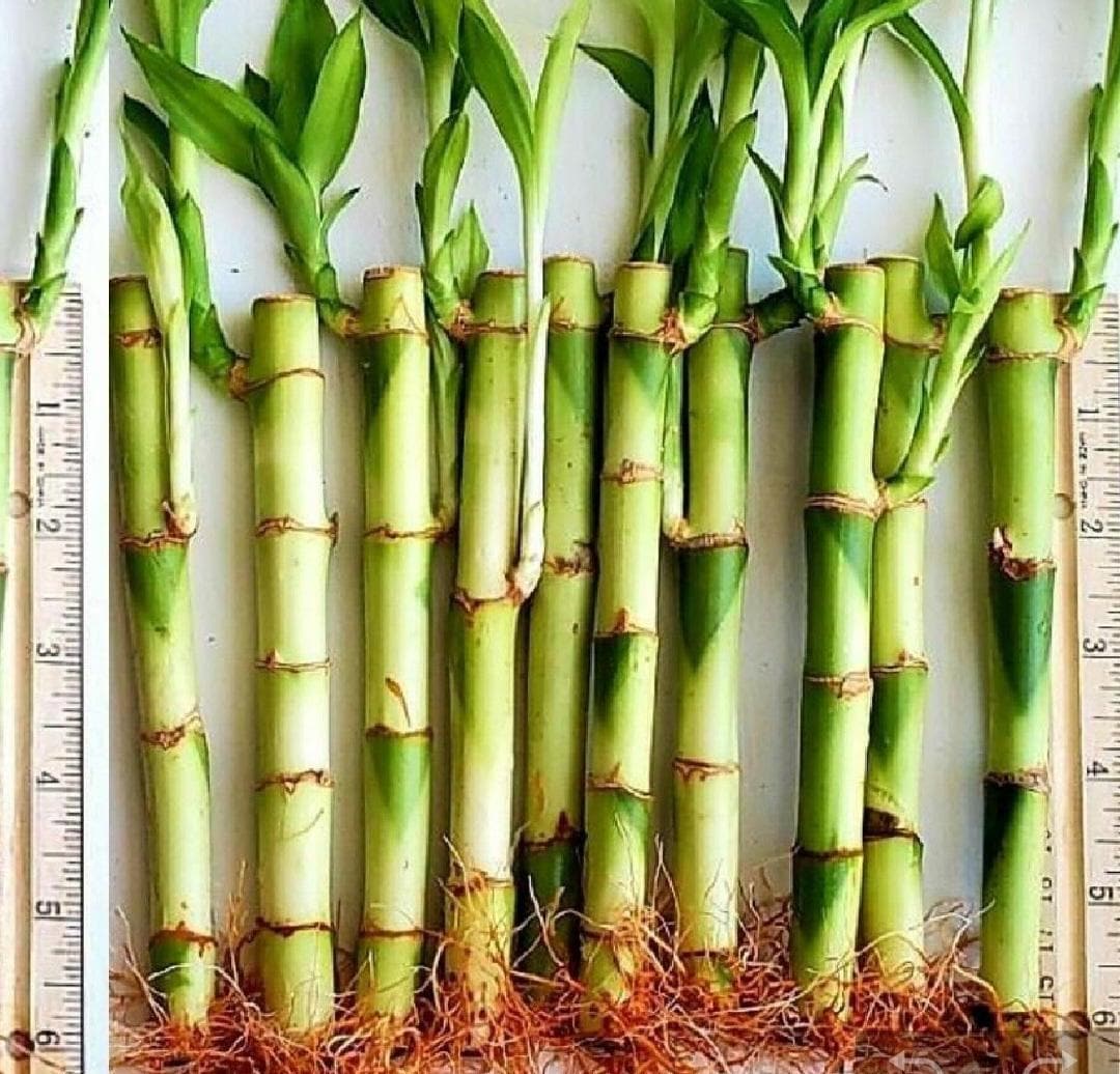 badah snake plant mexico Rare Boncel Starfish Snake Plant -Sanseveria- Almost Impossible to Kill