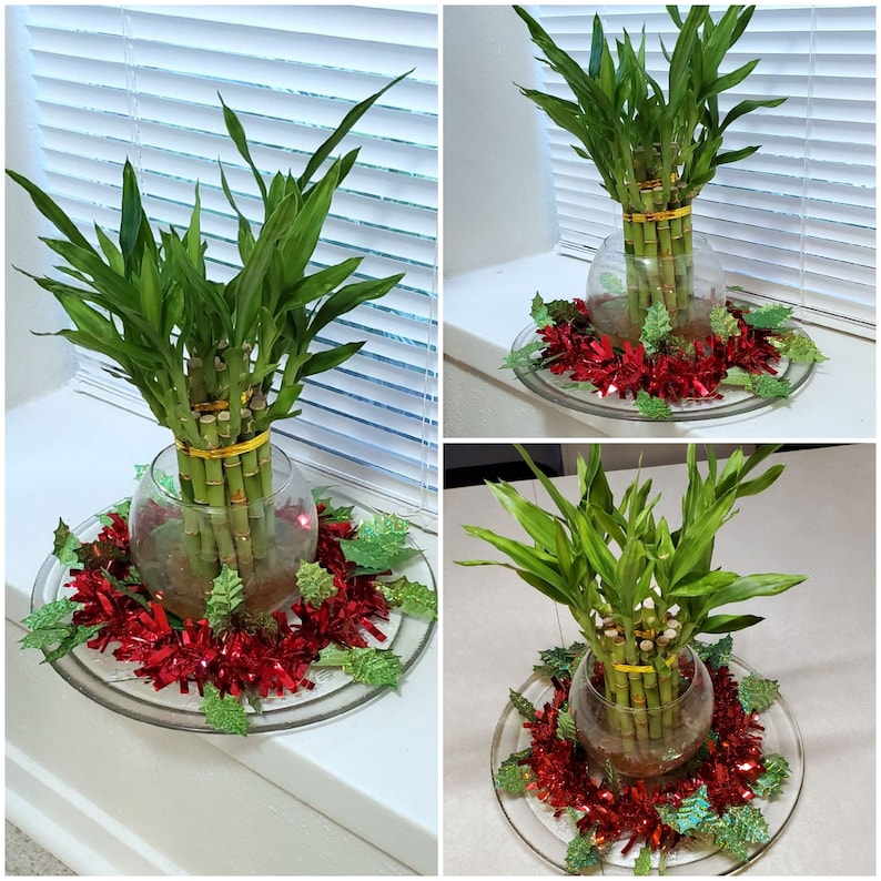 ShinerGarden Lucky Bamboo - Thumbnail 5