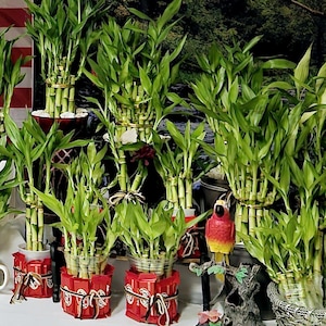 May include: A group of potted lucky bamboo plants arranged on a table. The plants are in clear plastic pots wrapped in red and white patterned paper. A red and yellow parrot figurine is perched on a wooden branch in the foreground.