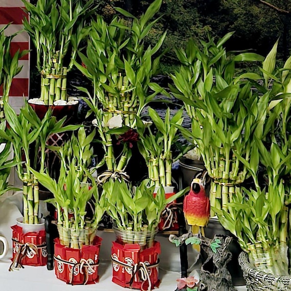30 Lucky Bamboo Stalks: Easy Care House Plants With Butterfly Stakes - Etsy