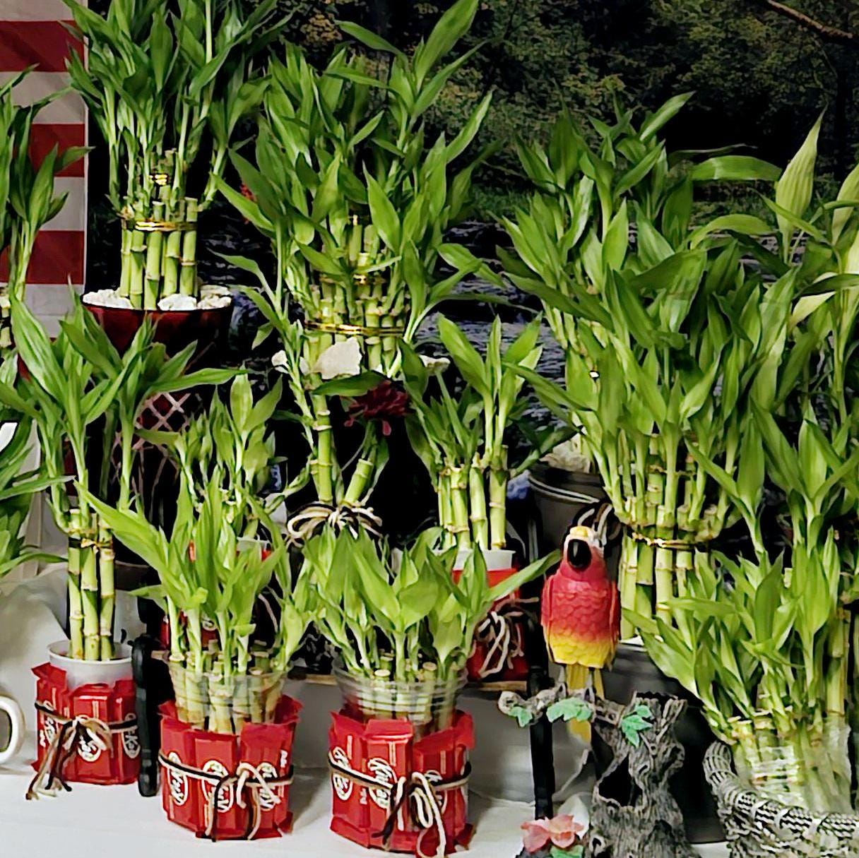 candle plant succulent Rare Senecio Articulatus Candle Plant - 2