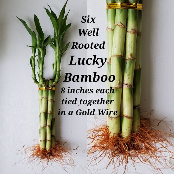 Lucky Bamboo Plant, Live Plant, Wedding Favors, Feng Shui Plant, Gift -  China Live Plant, Plants | Made-in-China.com