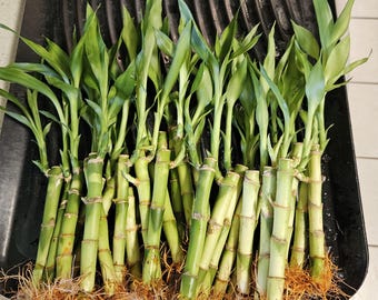 100 Lucky Bamboo Plants (4 Inches) with Free 20 Pcs. Gold Wire