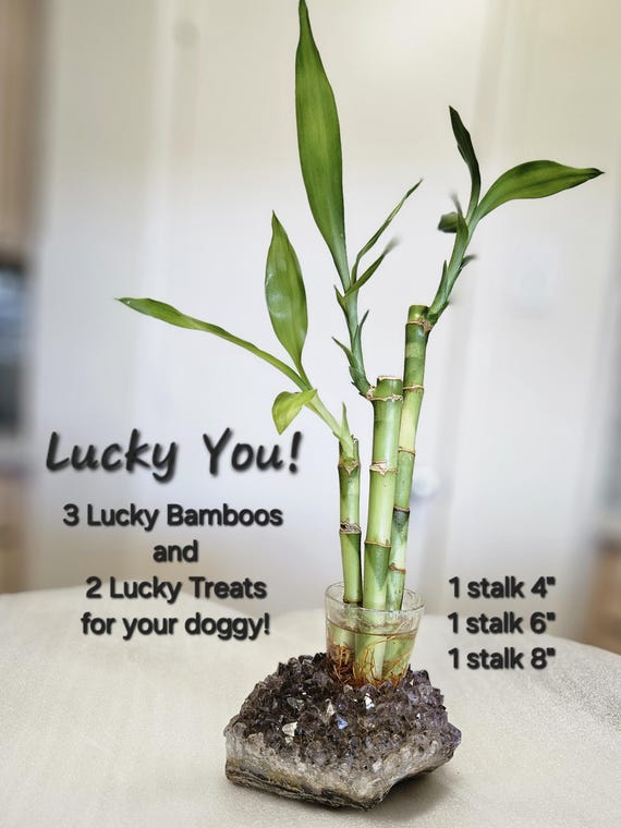 pachira money tree care Money Tree 'Guiana Chestnut' Pachira Braid