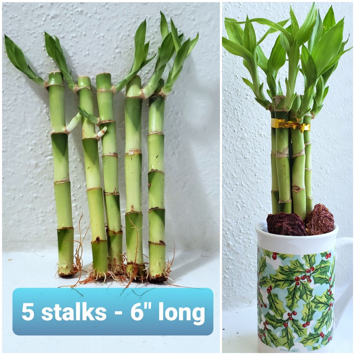 6 Lucky Bamboo 5 Rooted Stalks Gift Feng Shui Etsy