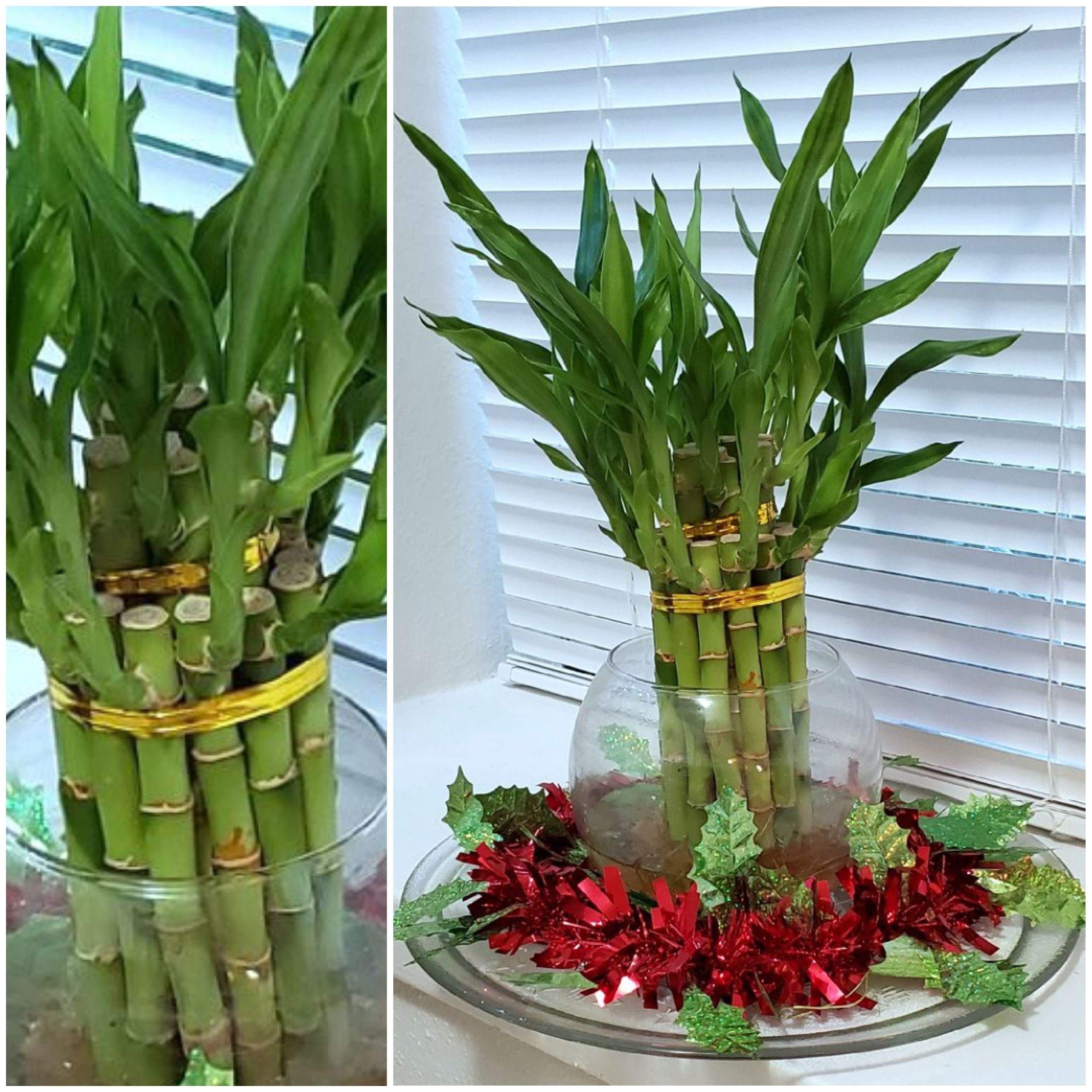 Bamboo Plants In Water Vases