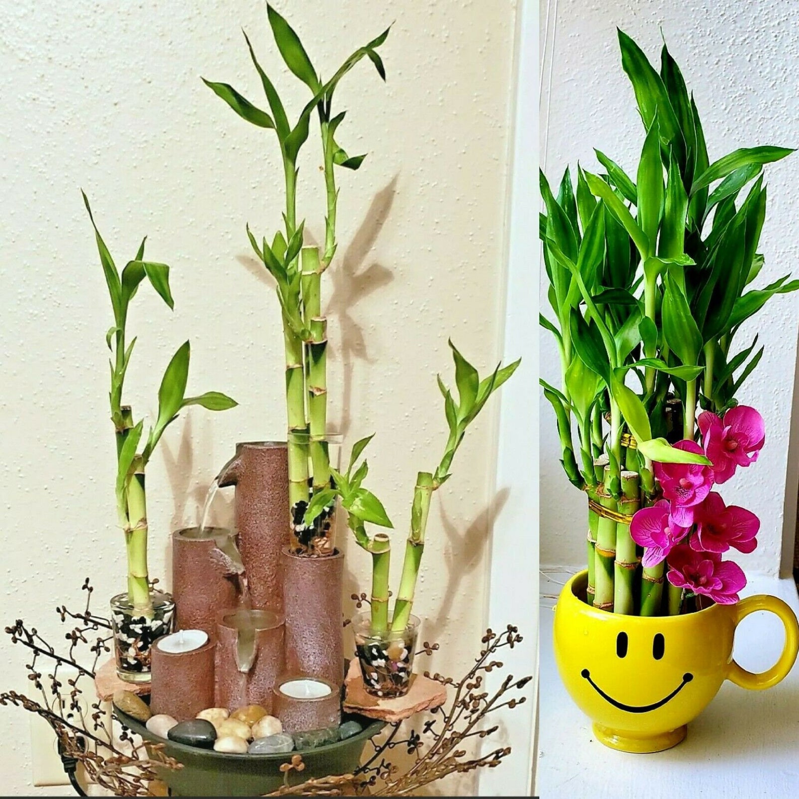 5 Lucky Bamboo 6 inches FREE Plant Food Feng Shui Bring