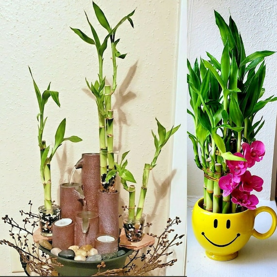5 Stalks Lucky Bamboo (6 inches) with FREE Plant Food