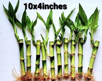 Lucky Bamboo Tall Straight - Etsy
