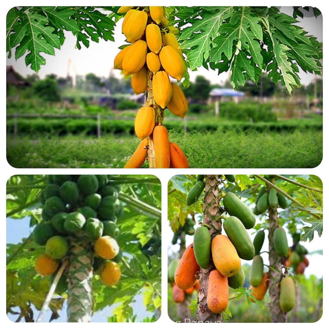 50 Papaya Seeds plus 15 FREE, Proven Sweet, Healthy, Carica, Papaya