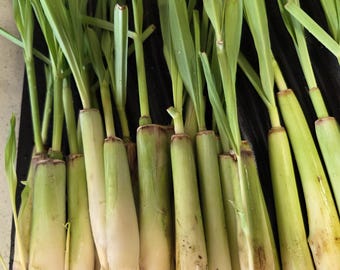 10 Lemongrass Stalks: Ready to Plant, Cooking, Tea, Mosquito Repellent