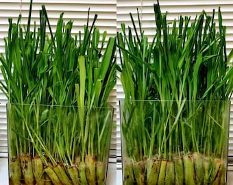 5 ROOTED LEMONGRASS Ready to Plant,  Mosquito Repellent, Citronella, Keep Mosquitos Away, Herbal