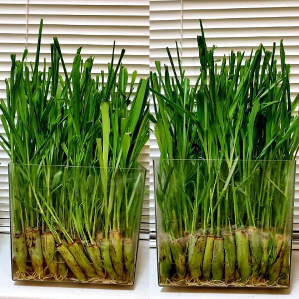 5 Lemongrass Fresh Cuttings Ready to Grow in Water  FREE 20++ Papaya Seeds,  Mosquito Repellent, Citronella, Keep Mosquitos Away, Herbal