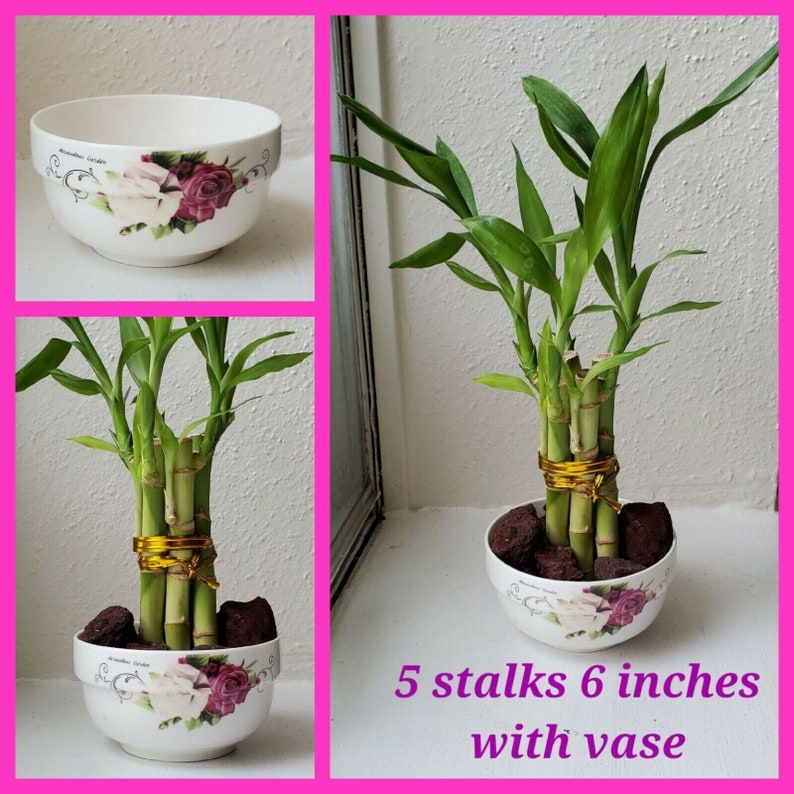 Lucky Bamboo Arrangement 5 Stalks 6 Inches With Vase Gift Etsy