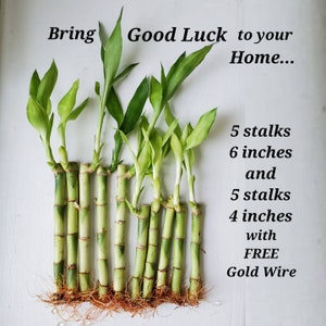May include: A bunch of green lucky bamboo stalks with roots, arranged in a row on a white surface. The stalks are of two different lengths: 5 stalks are 6 inches long and 5 stalks are 4 inches long. The text "Bring Good Luck to your Home... 5 stalks 6 inches and 5 stalks 4 inches with FREE Gold Wire" is written in black text on the white surface.