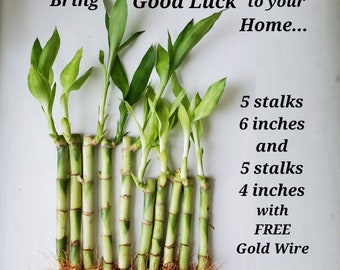 10 Lucky Bamboo Plants 6 inches and 4 inches w/ FREE Gold Wire,Gift, Feng Shui,  Indoor Plant, Free Shipping, Bring GOOD LUCK to your home.