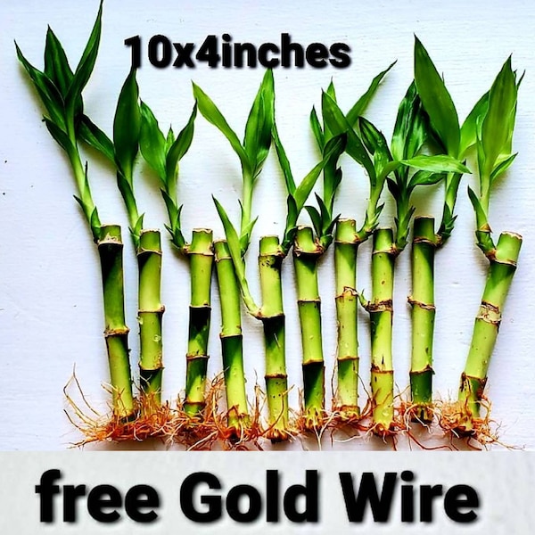 10 Lucky Bamboo Plants 4 inches each, FREE GOLD Wire, Free 1 BUTTERFLY Stake, Ideal Gift, Feng Sui, Perennial Indoor