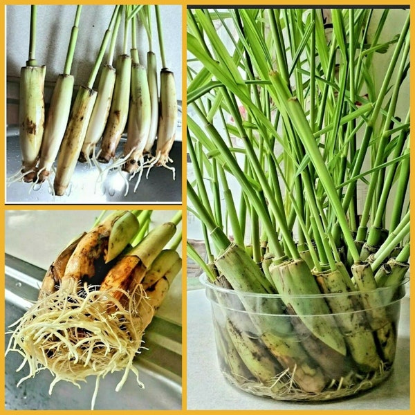 5 Lemongrass READY to PLANT ROOTED Stalks,  Easy to Grow,  Cymbopogon, Mosquito Repellent, Lemon Grass, Perennial