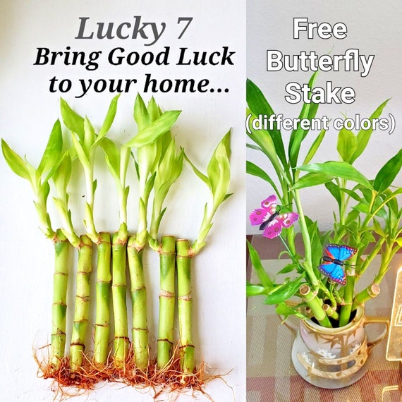 7 Lucky Bamboo Plants 4 Inch With Butterfly Stake - Etsy