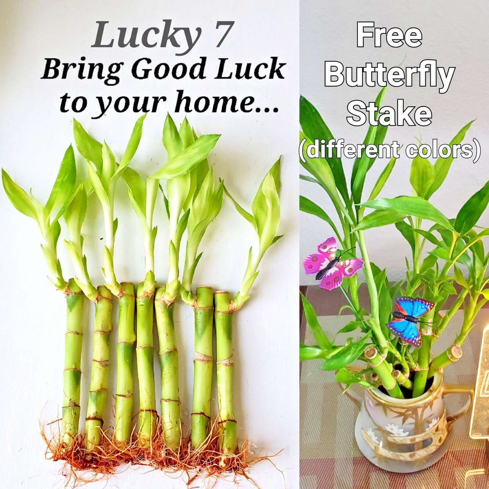 7 Lucky Bamboo Plants 4 Inch With Butterfly Stake - Etsy