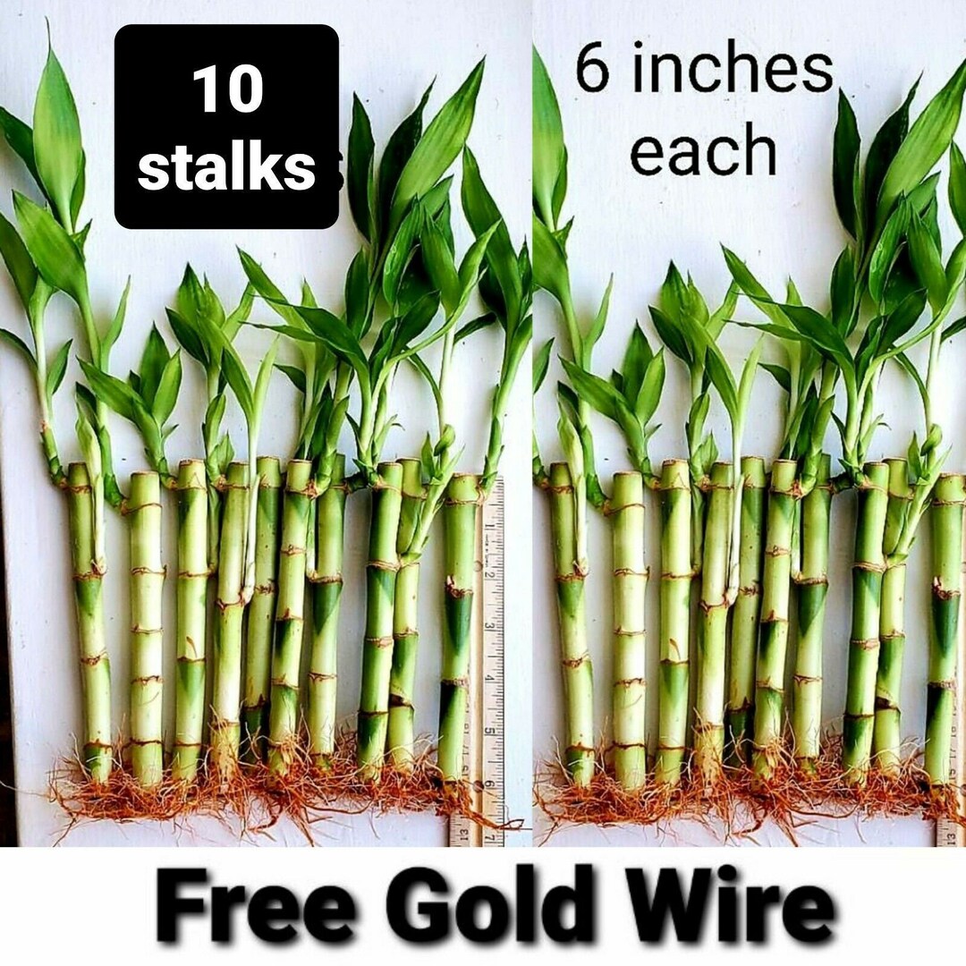 10 Lucky Bamboo Plants 6 Inches Each, Free 5 Pcs. Gold Wire, Gift