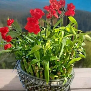 Lucky 7 Bamboo Plants 4 inches FREE Butterfly Stake, ideal Gift, Feng Shui, Indoor Perennial, Bring GOOD LUCK to your home, Free Shipping