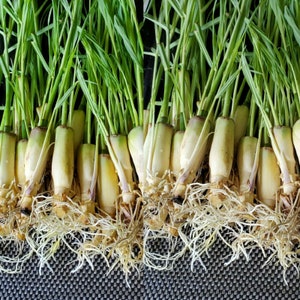 5 ROOTED LEMONGRASS Ready to Plant,   Very Easy to Grow, Easy to Plant,  Cymbopogon, Mosquito Repellent, Lemon Grass