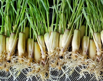 5 LEMONGRASS Ready to Grow in Water,  Very Easy to Grow, Easy to Plant,  Cymbopogon, Mosquito Repellent, Lemon Grass
