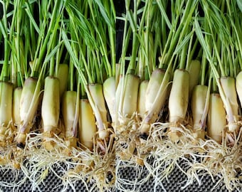 10 Lemongrass Stalks Ready to Plant,  Mosquito Repellent, Lemon Grass