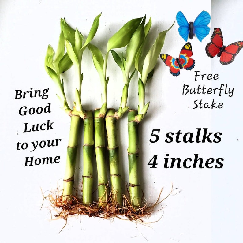Lucky Bamboo Plants - Thumbnail 4