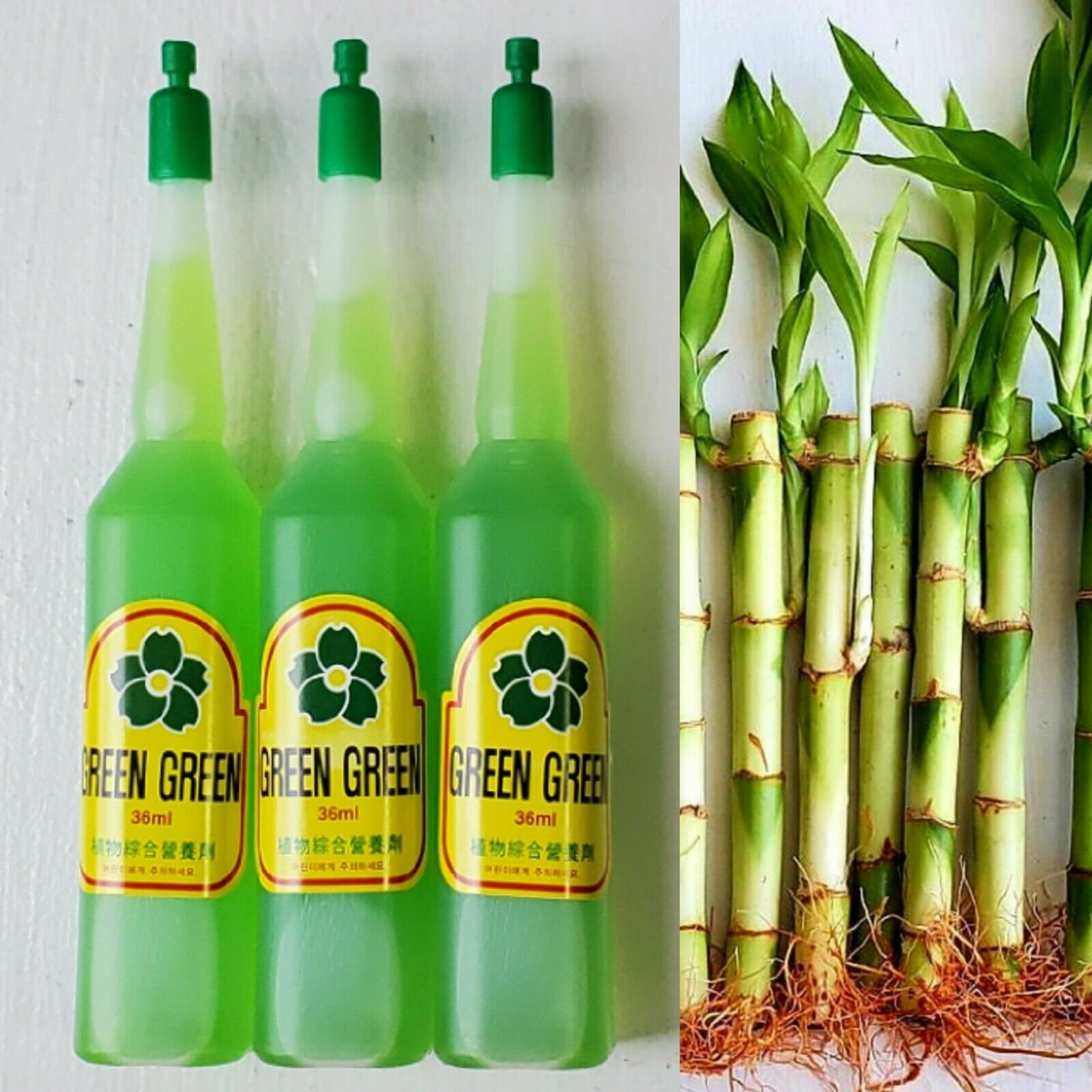 5 Lucky Bamboo 6 inches FREE Plant Food Feng Shui Bring