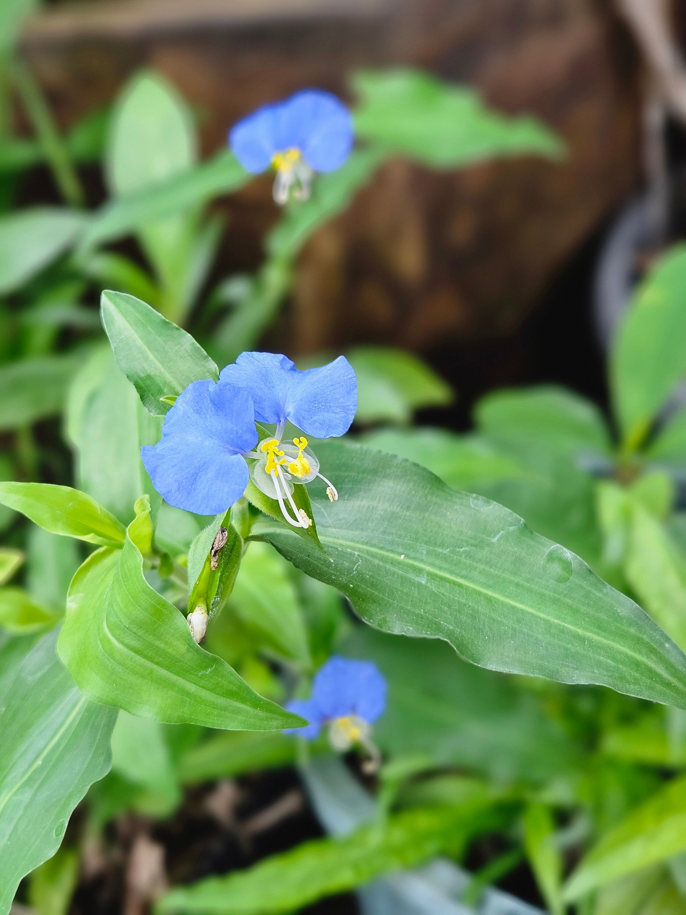 Spiderwort Plant Cuttings: Wandering Jew Blue Flowers (15 Cuttings) - Etsy, image size:2250x3000