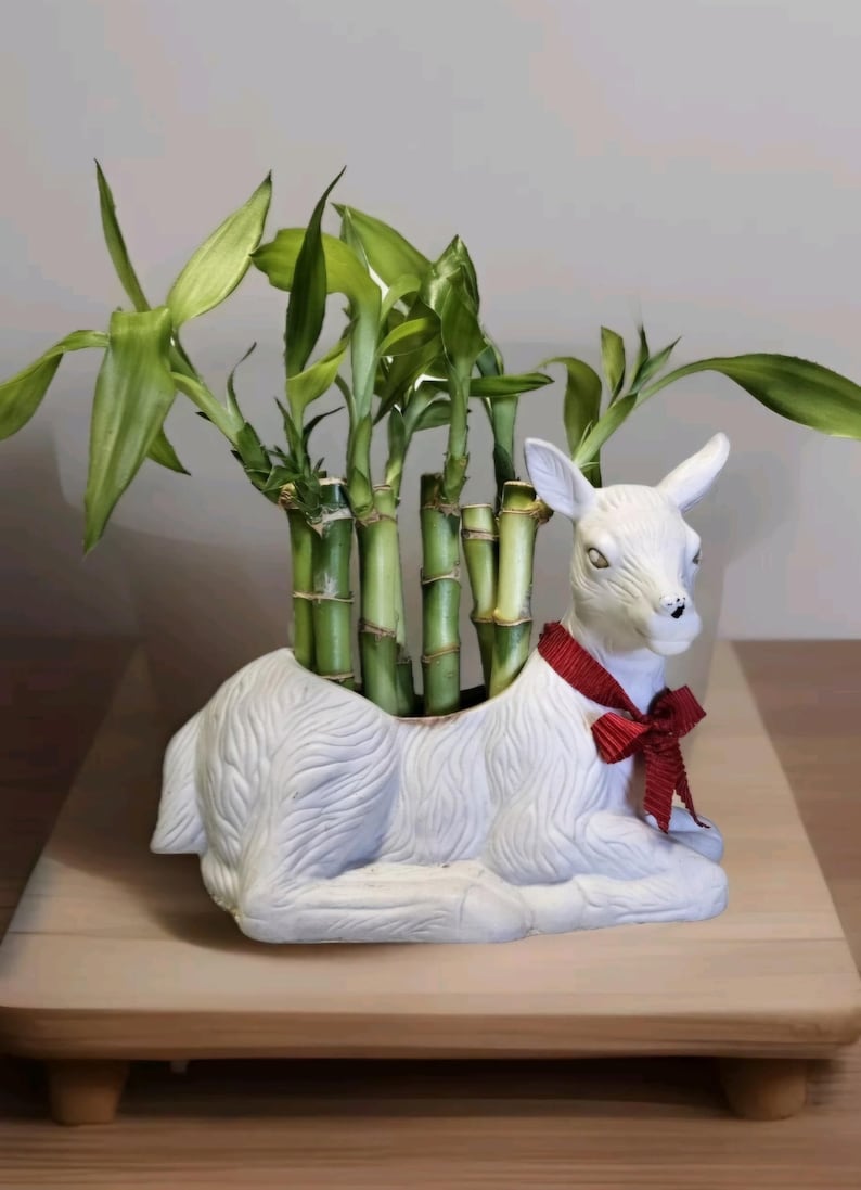 Lucky Bamboo Set of 3 - Thumbnail 2