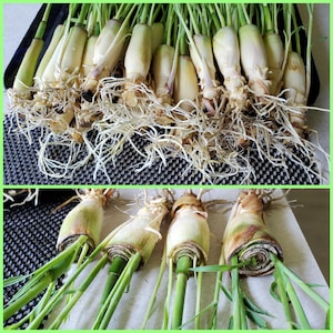 10 Lemongrass Fresh Cuttings  Easy to Grow, Easy to Plant, Used for Cooking, Planting, Tea, Mosquito Repellen