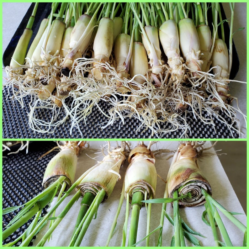 10 Lemongrass Easy to Grow in Water, easy to Plant, Used for Cooking, Planting, Tea, Mosquito Repellent image 1