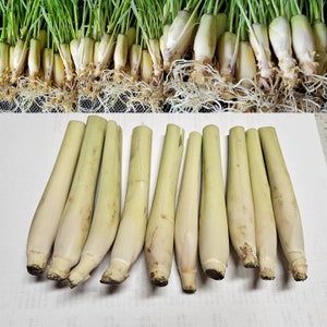 10 Lemongrass Easy to Grow in Water, easy to Plant, Used for Cooking, Planting, Tea, Mosquito Repellent image 3